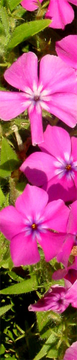 Cropped section of flowers