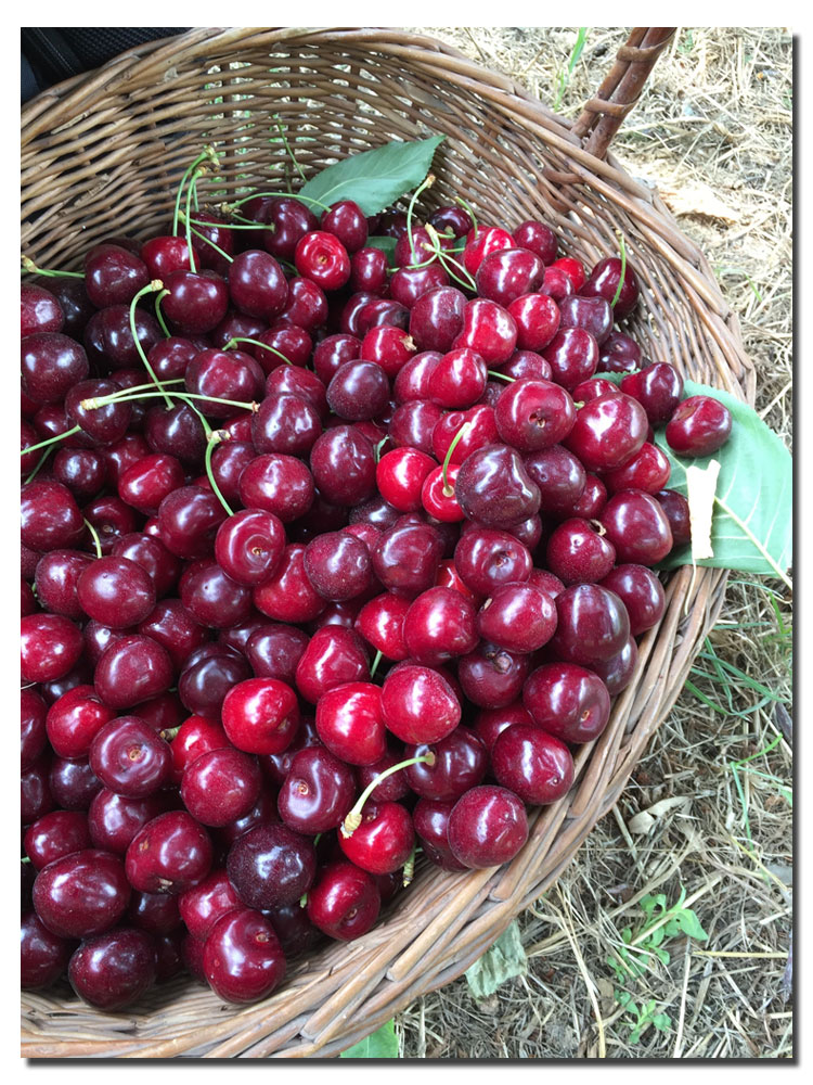 Cherries